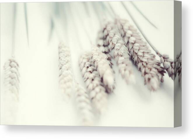 Wheat Canvas Print featuring the photograph Wheat #2 by Jackie Russo
