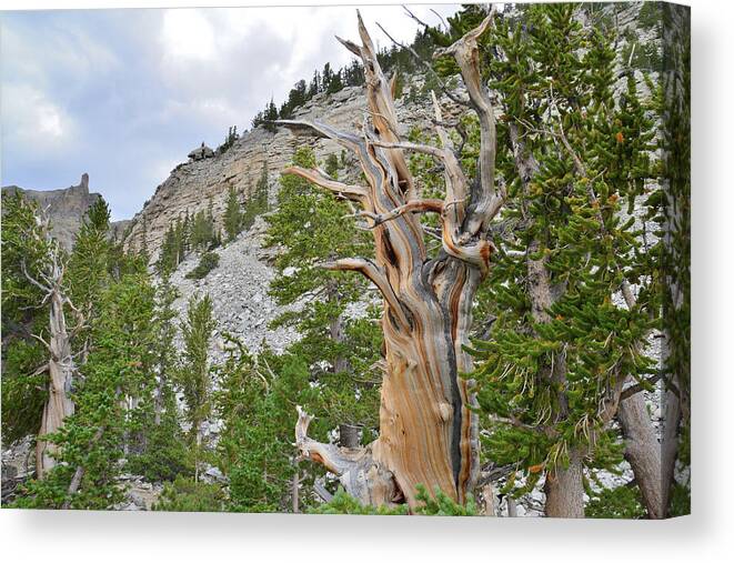 Great Basin National Park Canvas Print featuring the photograph Wheeler Peak Basin Bristlecone #2 by Ray Mathis