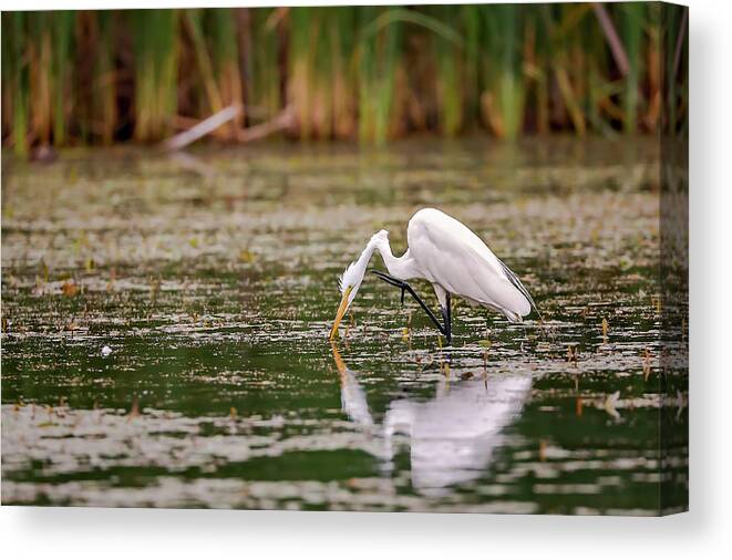 Animal Canvas Print featuring the photograph White, Great Egret #2 by Peter Lakomy
