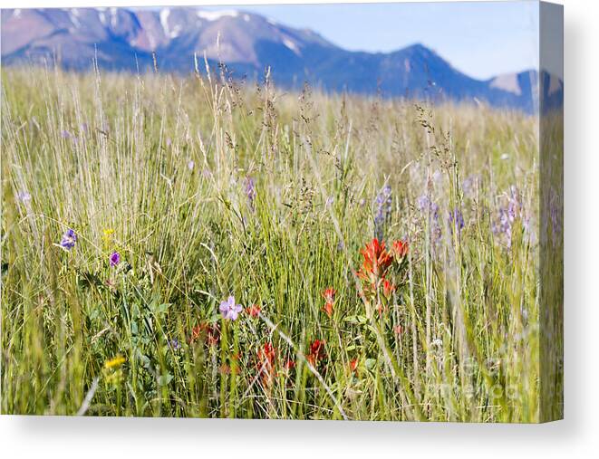 Wildflowers Canvas Print featuring the photograph Wildflowers and Pikes Peak in the Pike National Forest #2 by Steven Krull