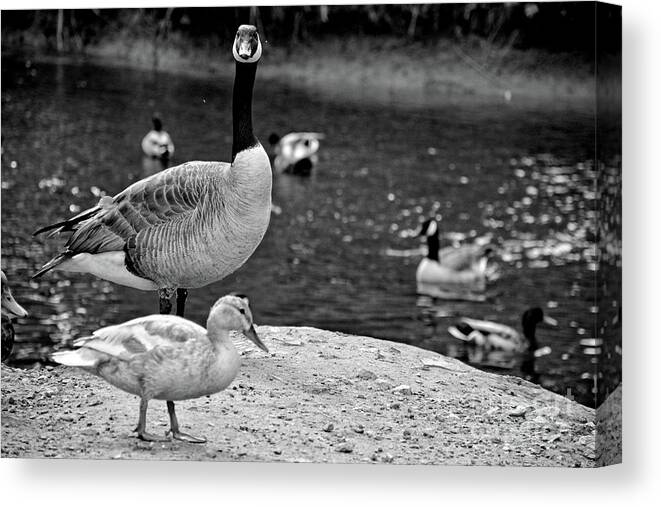 2281 Canvas Print featuring the photograph Wildlife #2 by FineArtRoyal Joshua Mimbs