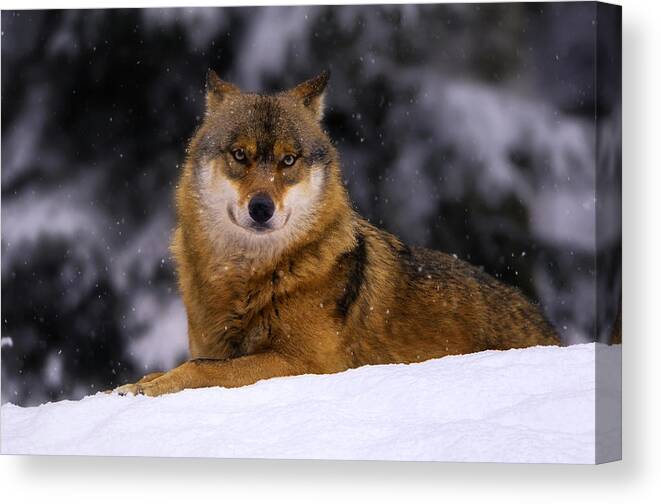 Wolf Canvas Print featuring the photograph Wolf #2 by Jackie Russo
