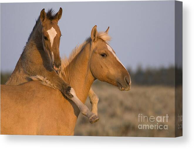 Horse Canvas Print featuring the photograph Young Mustangs Playing #2 by Jean-Louis Klein & Marie-Luce Hubert