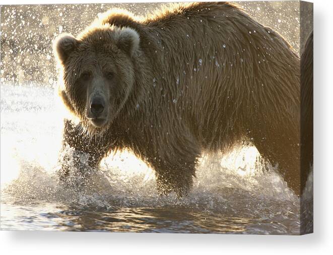Mp Canvas Print featuring the photograph Grizzly Bear Ursus Arctos Horribilis #20 by Matthias Breiter