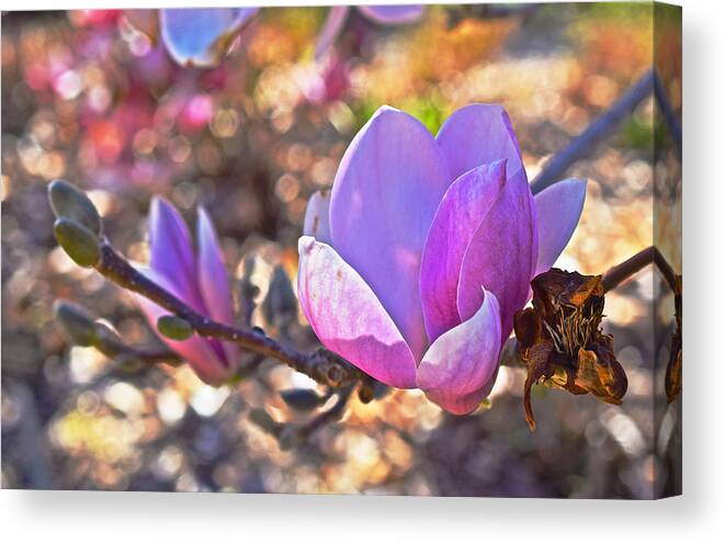 Magnolias Canvas Print featuring the photograph 2015 Early Spring Magnolia by Janis Senungetuk