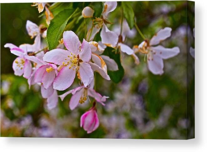 Crabapple Blossoms Canvas Print featuring the photograph 2015 Spring at the Gardens White Crabapple Blossoms 1 by Janis Senungetuk