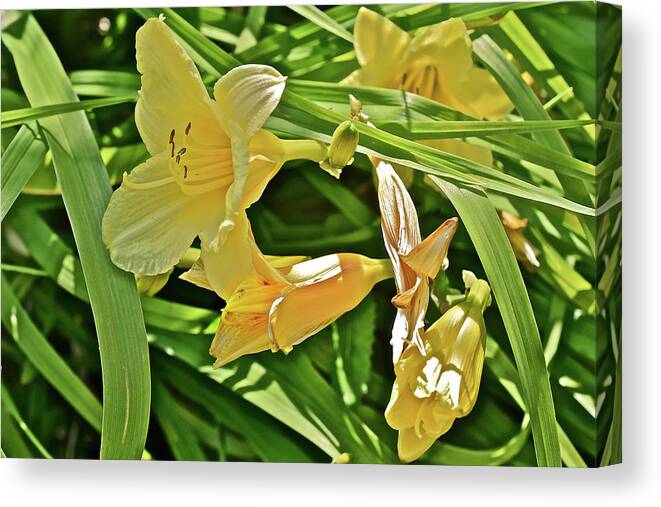 Daylily Canvas Print featuring the photograph 2017 End of June at the Gardens Happy Returns Daylily 1 by Janis Senungetuk