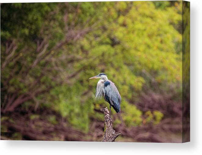 Animal Canvas Print featuring the photograph Blue Heron #21 by Peter Lakomy