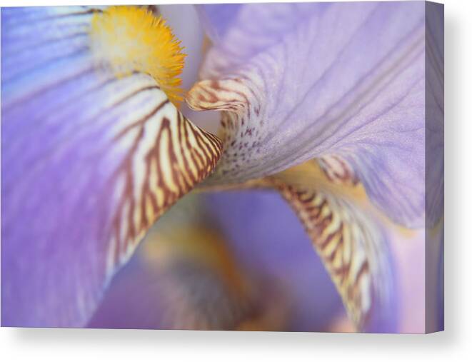 Kirkwood Canvas Print featuring the photograph Purple Iris #21 by Curtis Krusie