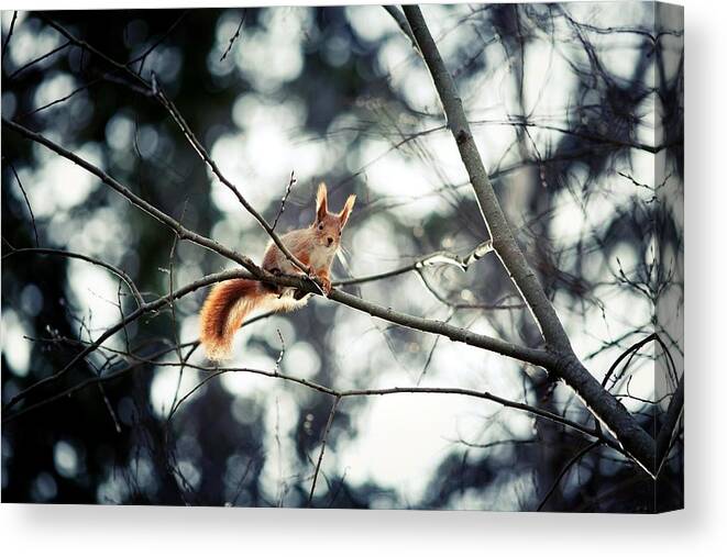Squirrel Canvas Print featuring the photograph Squirrel #21 by Mariel Mcmeeking