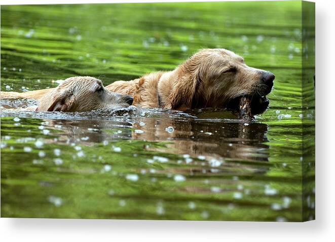 Dog Canvas Print featuring the digital art Dog #23 by Maye Loeser