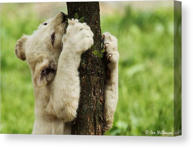 White Lion Canvas Print featuring the photograph White Lion #23 by Mariel Mcmeeking