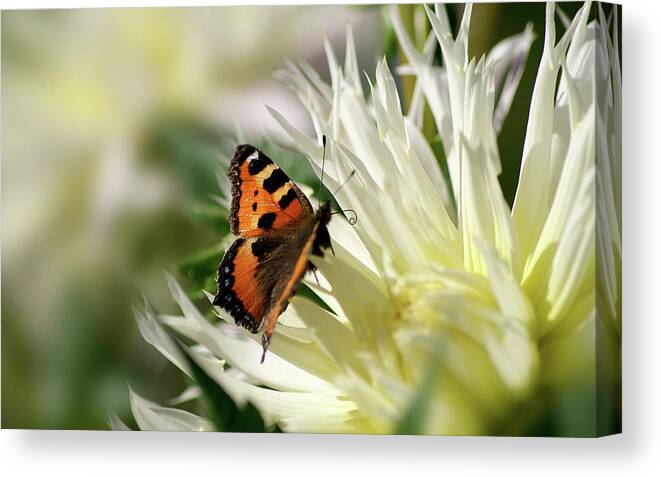 Butterfly Canvas Print featuring the digital art Butterfly #27 by Super Lovely
