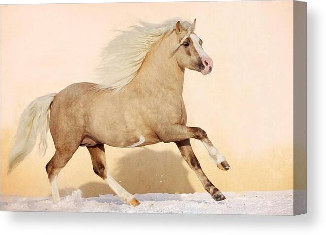 Horse Canvas Print featuring the photograph Horse #27 by Jackie Russo