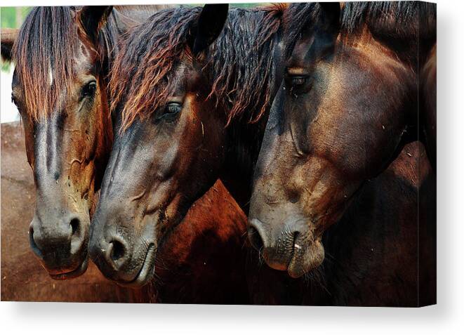 Horse Canvas Print featuring the photograph Horse #28 by Jackie Russo