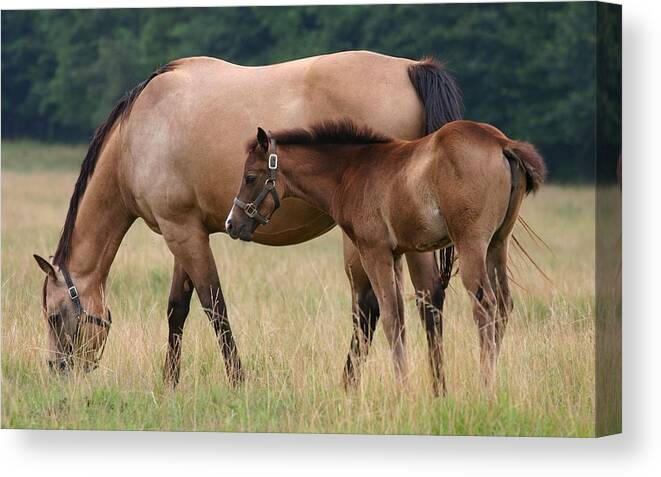 Horse Canvas Print featuring the photograph Horse #28 by Mariel Mcmeeking