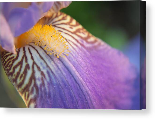 Kirkwood Canvas Print featuring the photograph Purple Iris #29 by Curtis Krusie