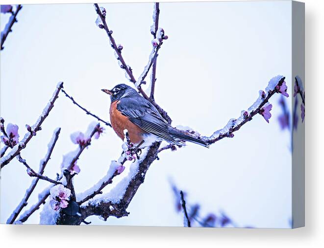 American Robin Canvas Print featuring the photograph American Robin Perched On Blooming Peach Tree In Spring Snow #3 by Alex Grichenko