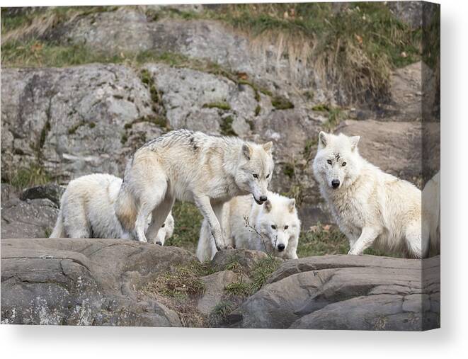 Wolf Canvas Print featuring the photograph Arctic Wolves #3 by Josef Pittner