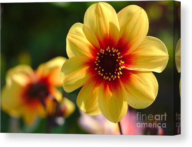 Flowers Canvas Print featuring the photograph Autumn Flowers #3 by Jeremy Hayden