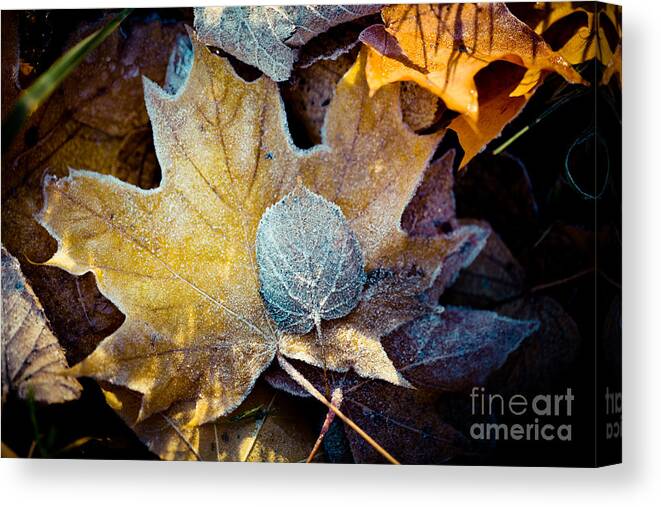 Colors Canvas Print featuring the photograph Autumn leaves frozen Artmif.lv #3 by Raimond Klavins