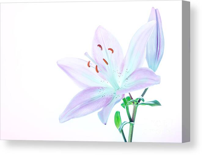 Background Canvas Print featuring the photograph Beautiful lily flower #3 by Anna Om