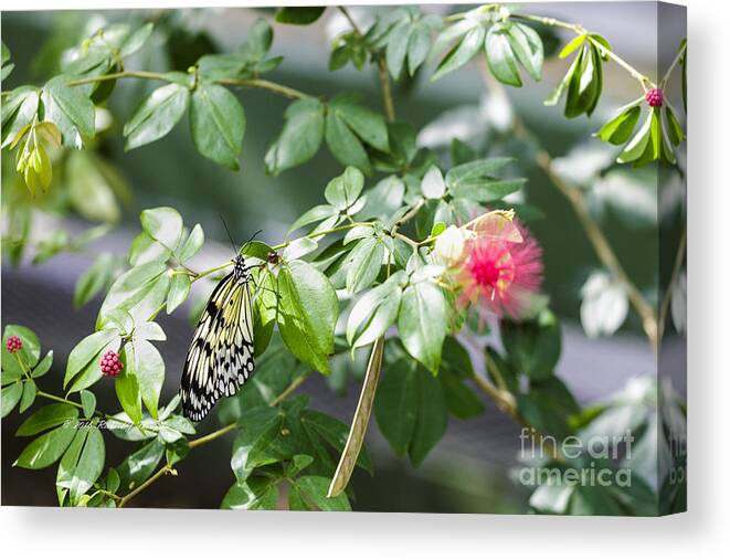 Butterfly Wonderland Canvas Print featuring the photograph Butterfly #7 by Richard J Thompson