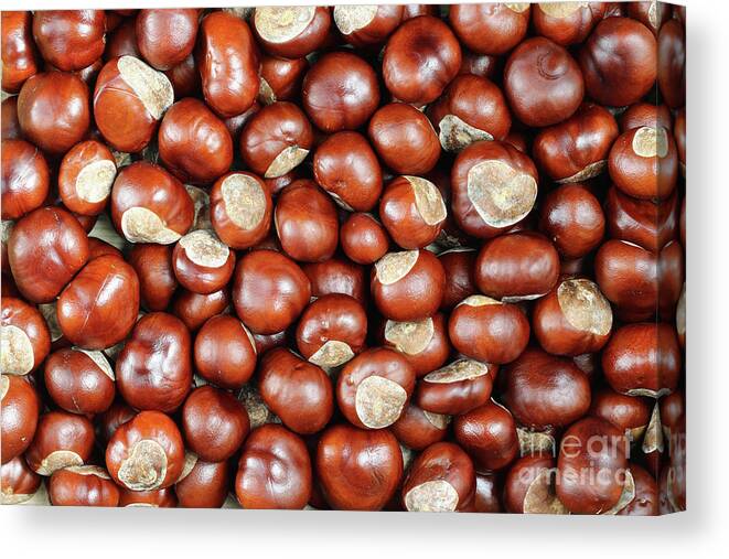 Conker Canvas Print featuring the photograph Conkers by Michal Boubin