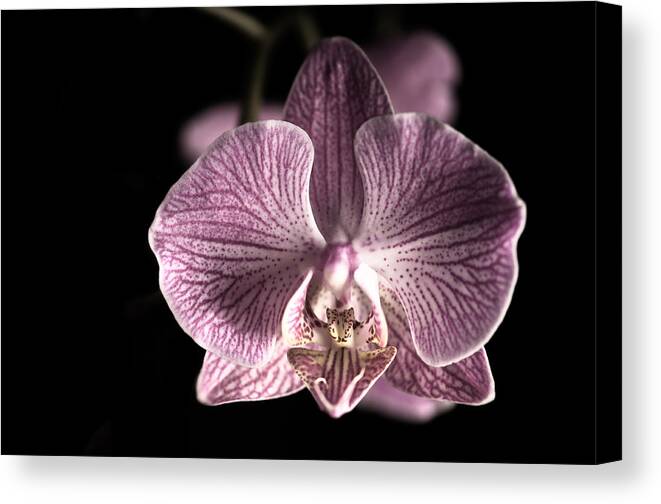 Beautiful Canvas Print featuring the photograph Close up shoot of a beautiful Orchid blossom #3 by U Schade