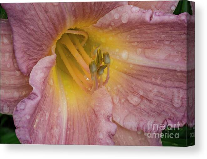 Joshua Mimbs Canvas Print featuring the photograph Day Lilly #3 by FineArtRoyal Joshua Mimbs