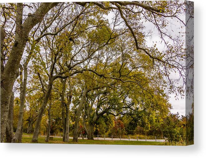 Park Canvas Print featuring the photograph Fall foliage #3 by SAURAVphoto Online Store