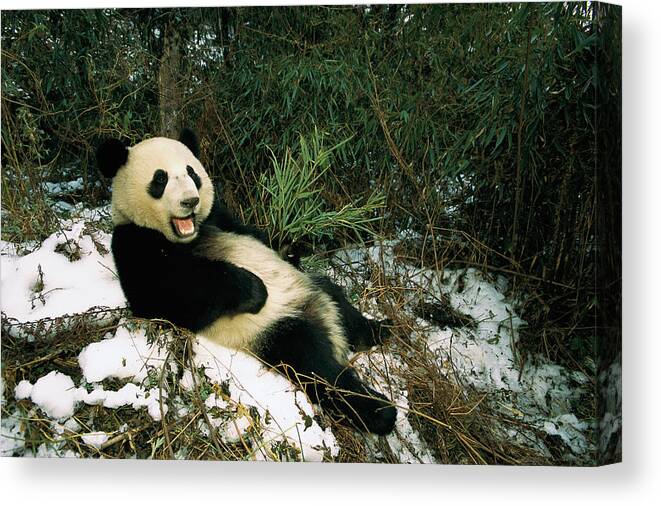 Mp Canvas Print featuring the photograph Giant Panda Ailuropoda Melanoleuca #3 by Pete Oxford