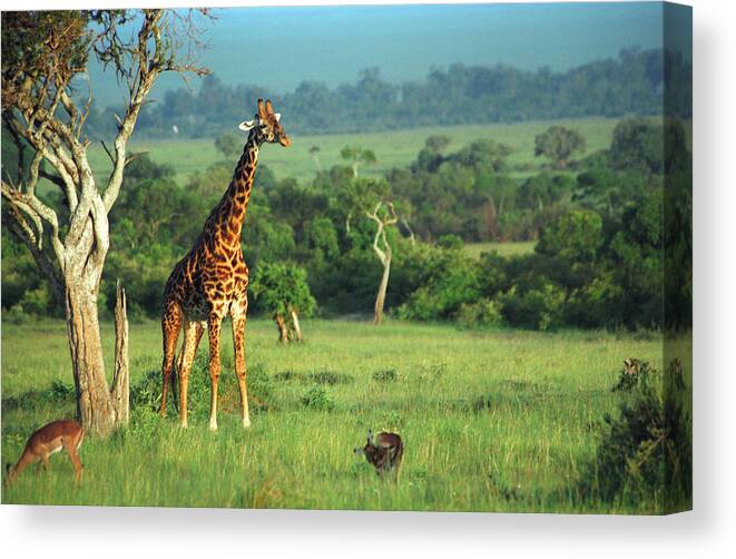 Giraffe Canvas Print featuring the photograph Giraffe by Sebastian Musial