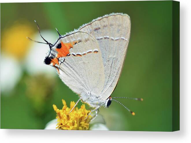 Photograph Canvas Print featuring the photograph Hairstreak #3 by Larah McElroy