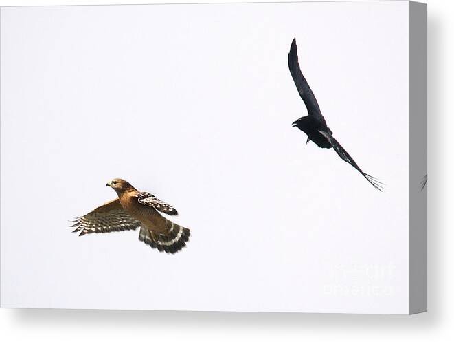 Hawk Canvas Print featuring the photograph Hawk Flying #3 by Marc Bittan