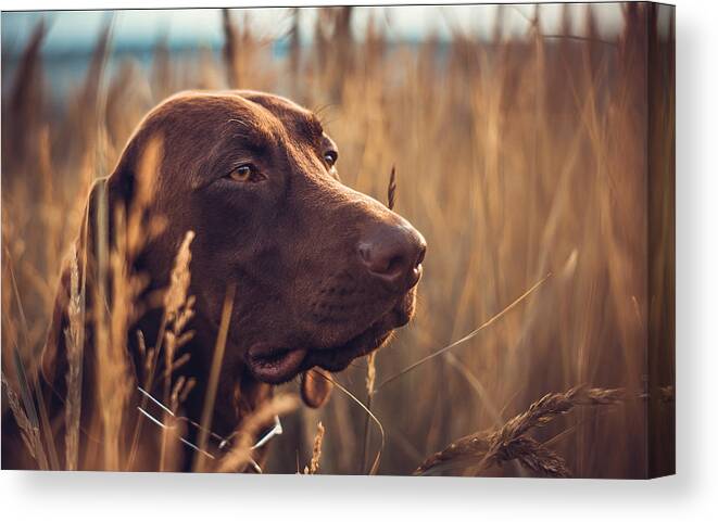  Canvas Print featuring the photograph German Shorthaired Pointer #2 by Elena Kovalenko
