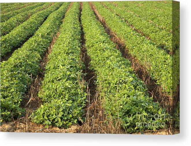 Peanut Field Canvas Print featuring the photograph No Till Peanut Field #3 by Inga Spence