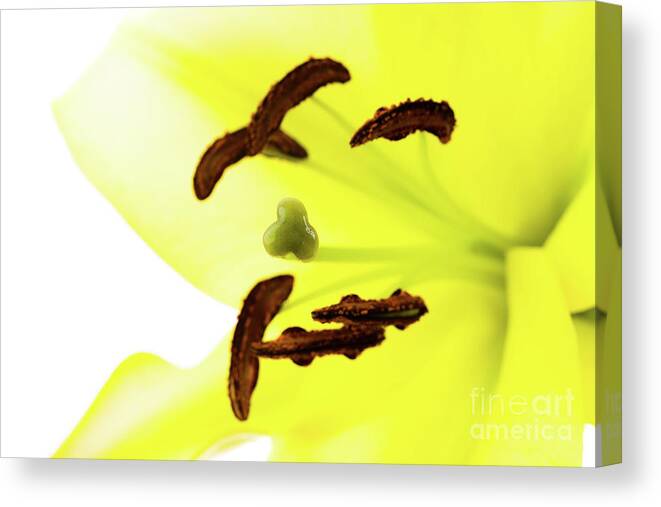 Abstract Canvas Print featuring the photograph Oriental Lily Flower by Raul Rodriguez