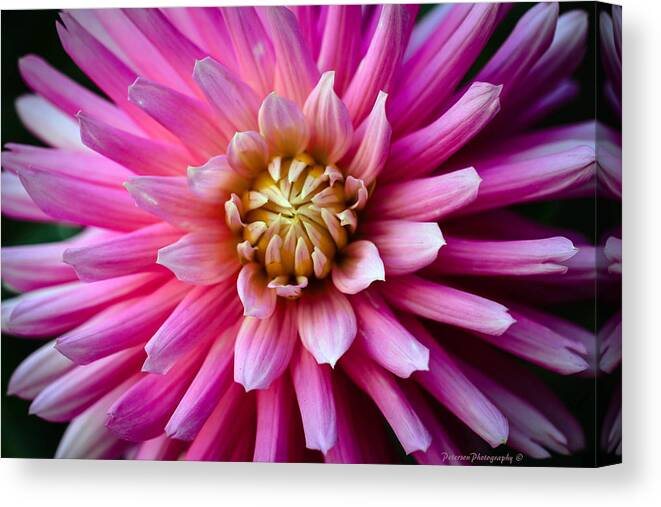 Driftwood Canvas Print featuring the photograph Pink Dahlia - Toni and Ralph's Garden #4 by Sonja Peterson Photography