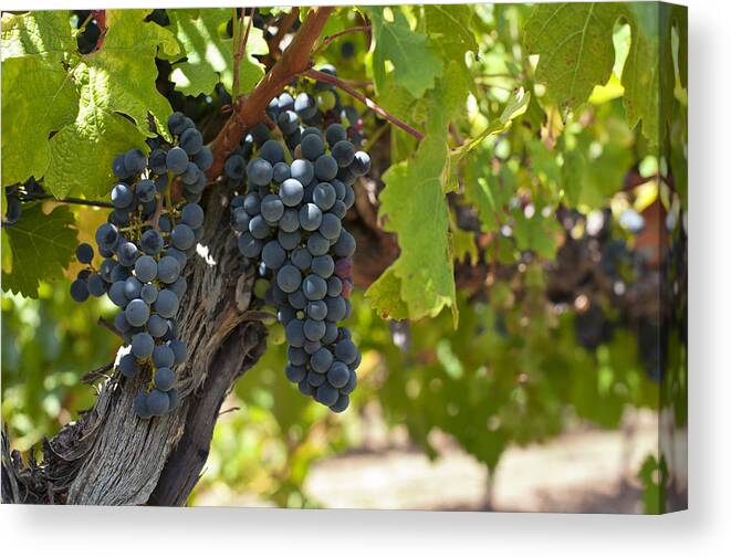 Agriculture Canvas Print featuring the photograph Red vines #3 by U Schade