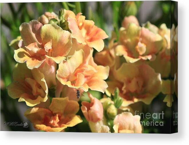 Mccombie Canvas Print featuring the photograph Snapdragon named Twinny Peach #2 by J McCombie