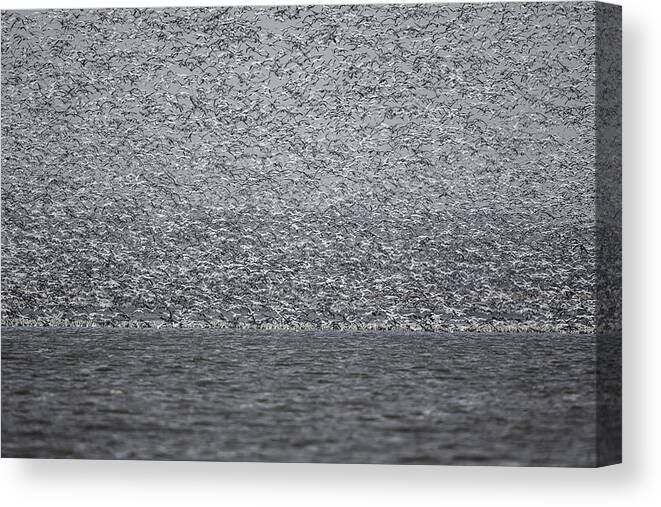 Squaw Creek Canvas Print featuring the photograph Snow Storm #3 by Ryan Heffron