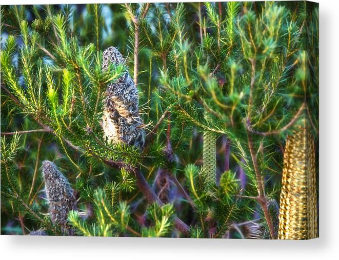 Banksia Canvas Print featuring the photograph 3 Stages Of Banksia by Miroslava Jurcik