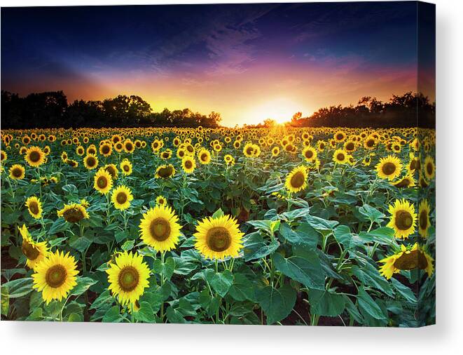 Sunset Canvas Print featuring the photograph 3 Suns by Edward Kreis