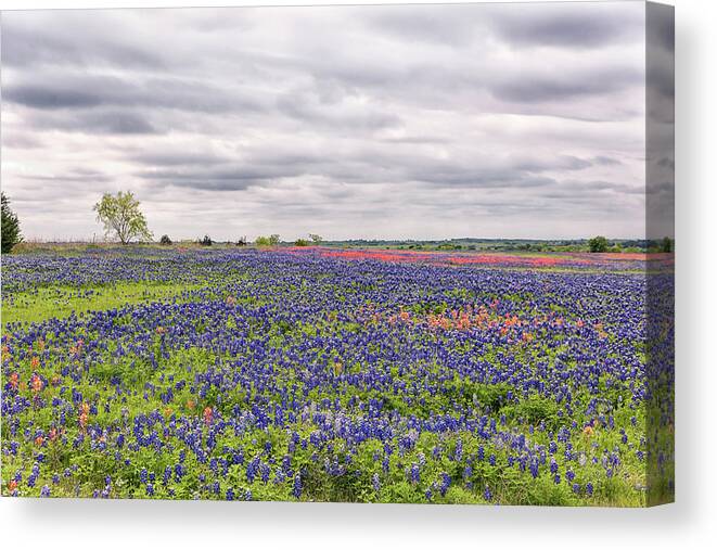 Texas Wildflowers Canvas Print featuring the photograph Texas Wildflowers 2 by Victor Culpepper