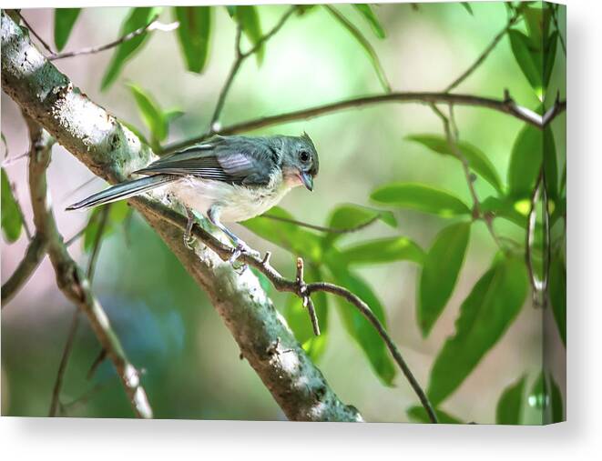 Titmouse Canvas Print featuring the photograph Tufted Titmouse In The Wilds Of South Carolina #3 by Alex Grichenko