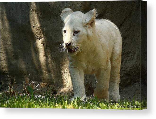White Lion Canvas Print featuring the photograph White Lion #3 by Mariel Mcmeeking