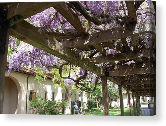 Wisteria Canvas Print featuring the photograph Wisteria Arbor #3 by Carolyn Donnell