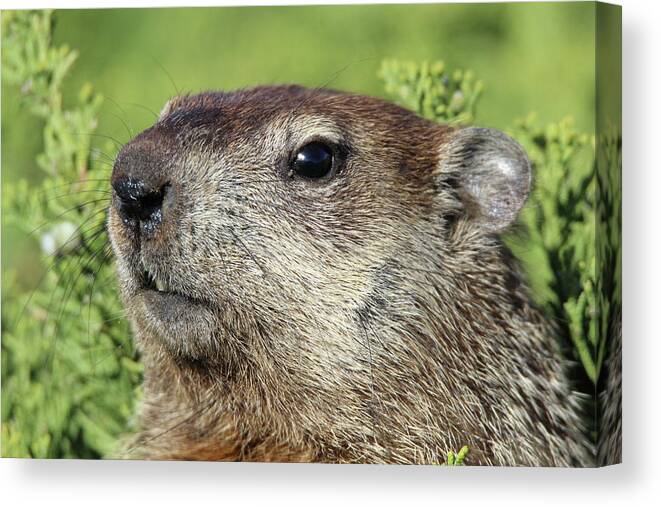 Woodchuck Canvas Print featuring the photograph Woodchuck Calverton New York #3 by Bob Savage