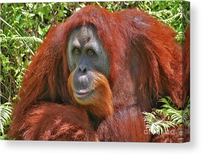 Bonnie Canvas Print featuring the photograph 31- Orangutan by Joseph Keane